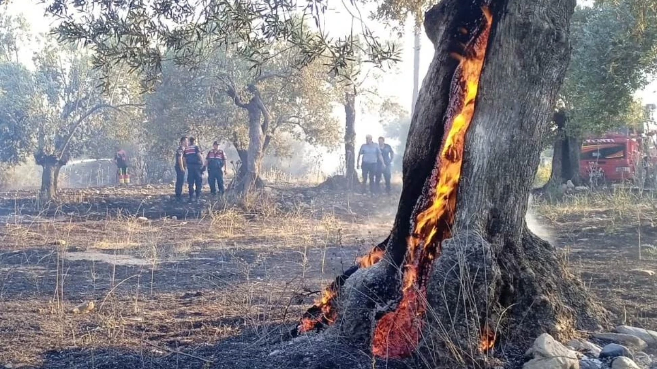 Aydın Karacasu'da Zeytinlik Yangını: 300 Ağaç Zarar Gördü