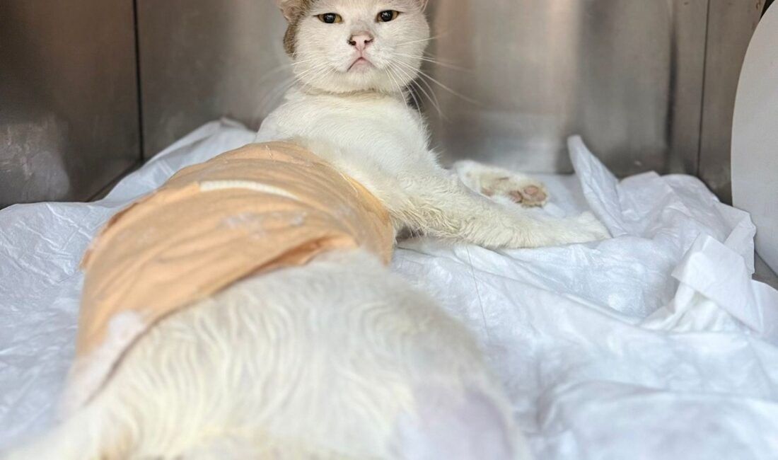 Burdur’da Havalı Tüfekle Vurulan Kedi Tedavi Altına Alındı