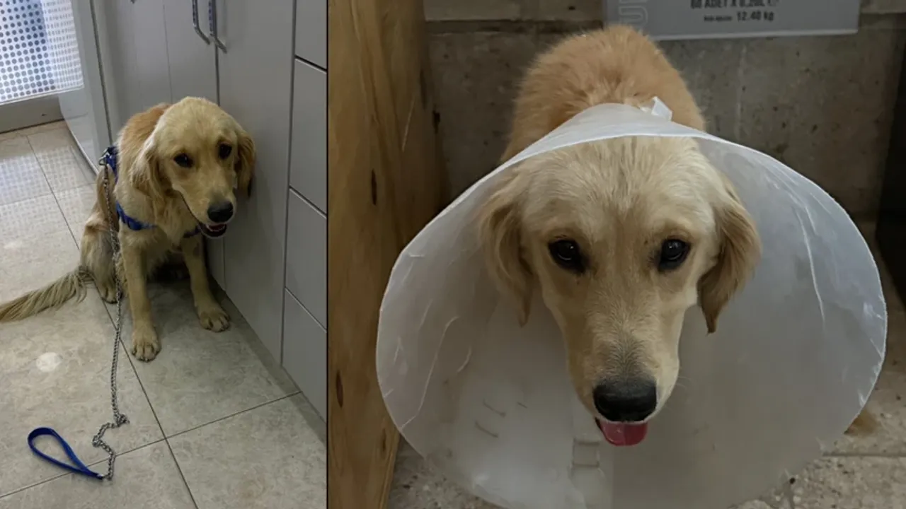 Denize Girdiği İçin Barınağa Alınan Köpek Barınakta Hastalanıp Öldü