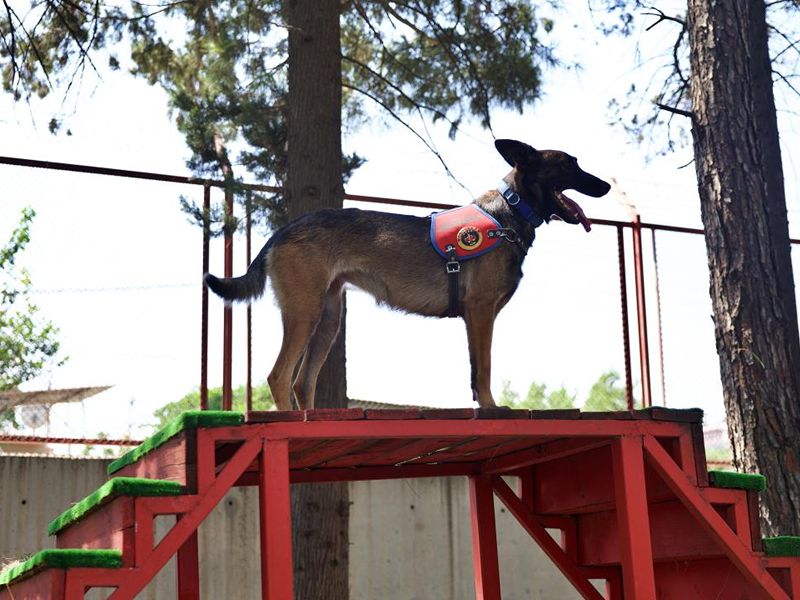 Jandarmanın Hassas Burunlu Köpeklerinin Kondisyonu Antrenmanlarla Korunuyor