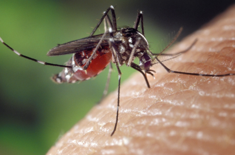 Küba'da sivrisinek ısırıklarından 33 kişi öldü