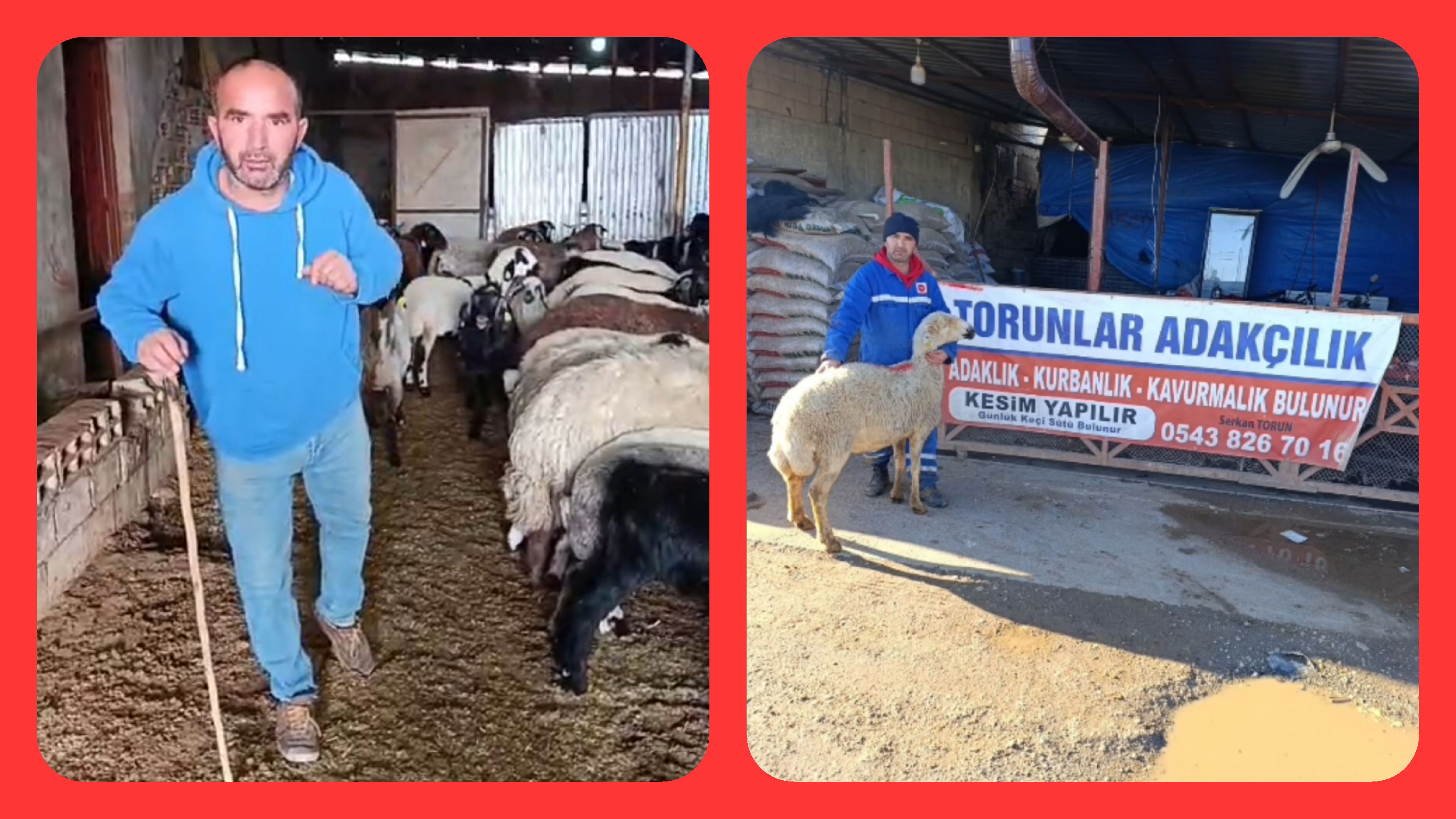 Adıyaman’da Adaklık Kurban Nerede Alınır: Torunlar Adakçılık Günlük Taze Hayvan ve Kesim Hizmeti Sunuyor