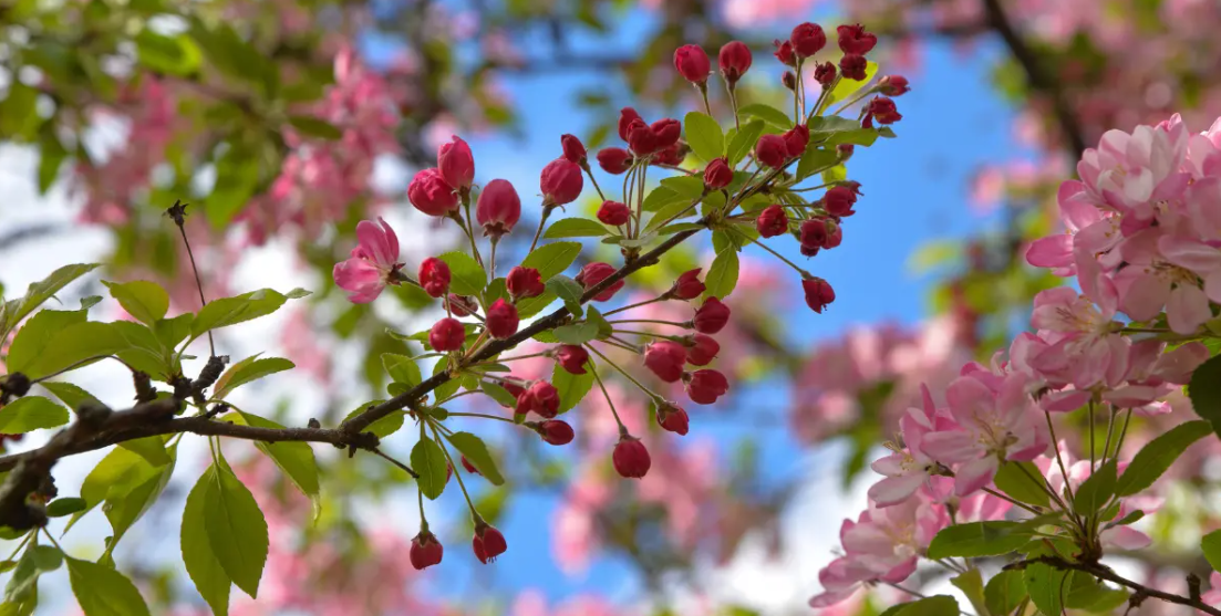 Son cemre toprağa düştü: Bahar resmen başladı