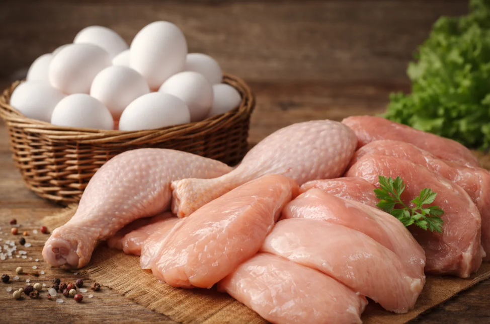 Ocakta tavuk eti ve yumurta üretiminde artış