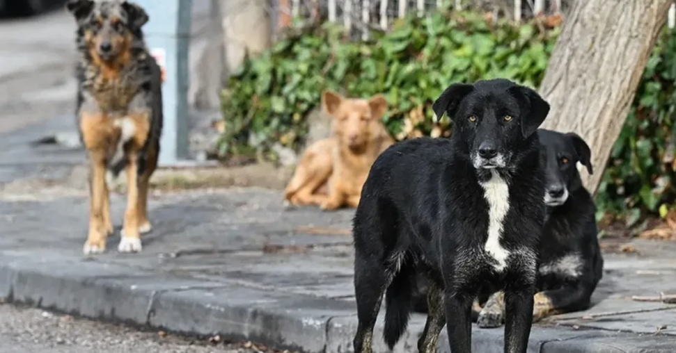 İstanbul'da sokak köpeklerinin toplanması için süre verildi