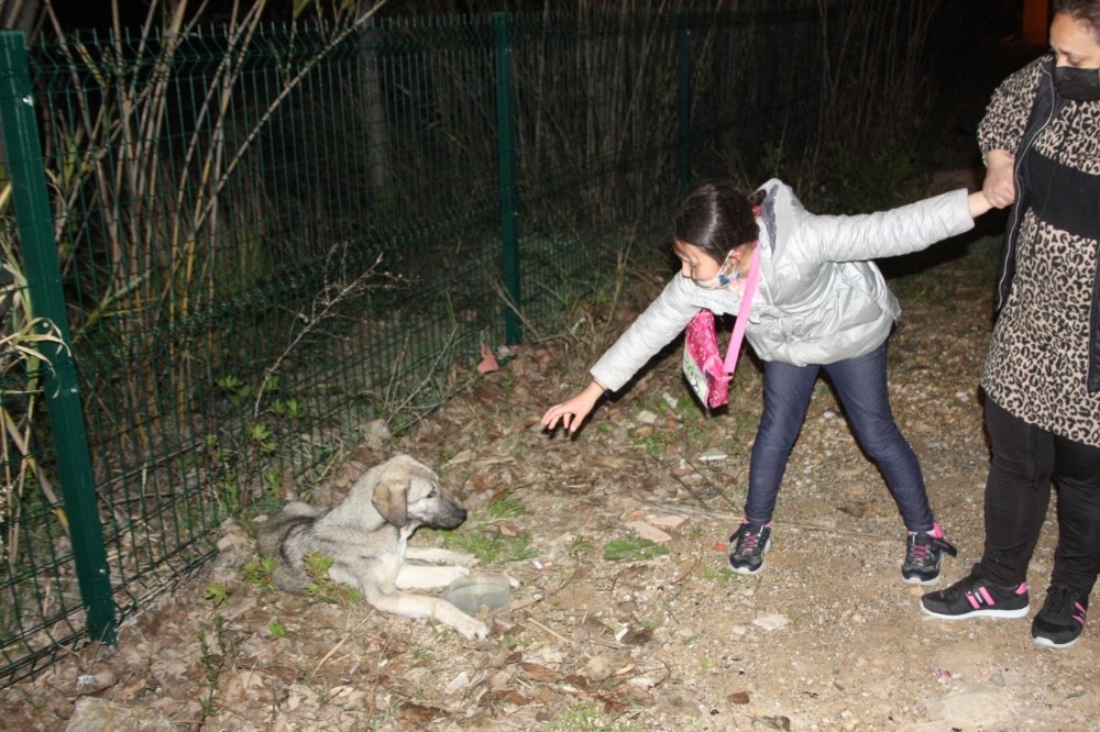 Acı içerisinde kıvranan sokak köpeği küçük kızı gözyaşlarına boğdu