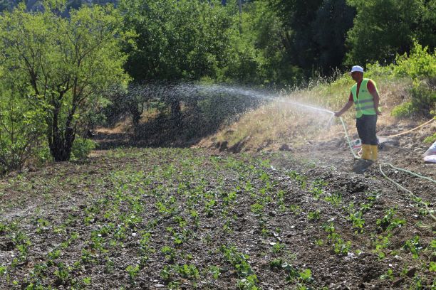 Akseki’de çilek fidesi üretimine başlandı