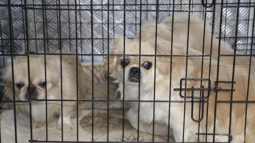 Ankara’da ikinci köpek operasyonu: Havlamasınlar diye ses tellerini kesmişler