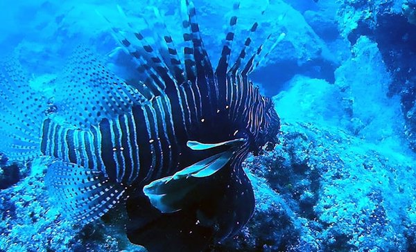 Antalya kıyılarına gelen Pasifik kökenli aslan balıklarının popülasyonu her geçen gün artıyor