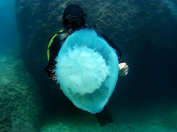 Antalya Körfezinde Kızıldeniz göçmeni 'başıboş denizanası' popülasyonu yoğunluğu