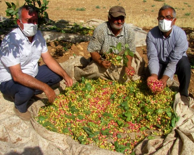 Antep fıstığında yarı yarıya düşüş yaşanması üreticiyi mağdur etti!