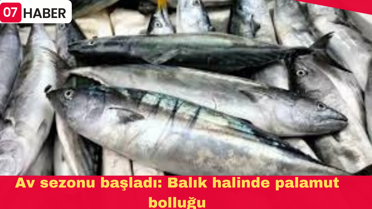 Av sezonu başladı: Balık halinde palamut bolluğu