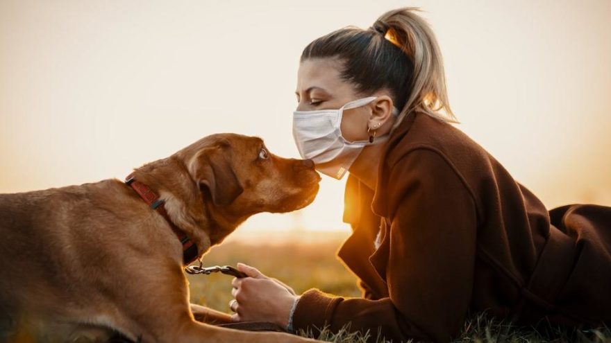 Bilim insanlarından köpek sahiplerine corona uyarısı: Risk daha fazla