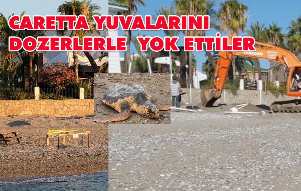 CARETTA CARETTALARIN YUVALARINI DOZERLERLE YOK ETTİLER