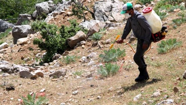 Çekirge istilası Türkiye'ye de geldi çattı