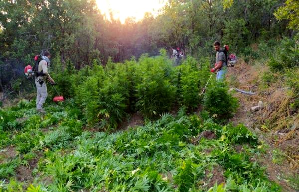 Diyarbakır'da gerçekleştirilen uyuşturucu operasyonunda, PKK'nın gelir kaynağı kurutuldu