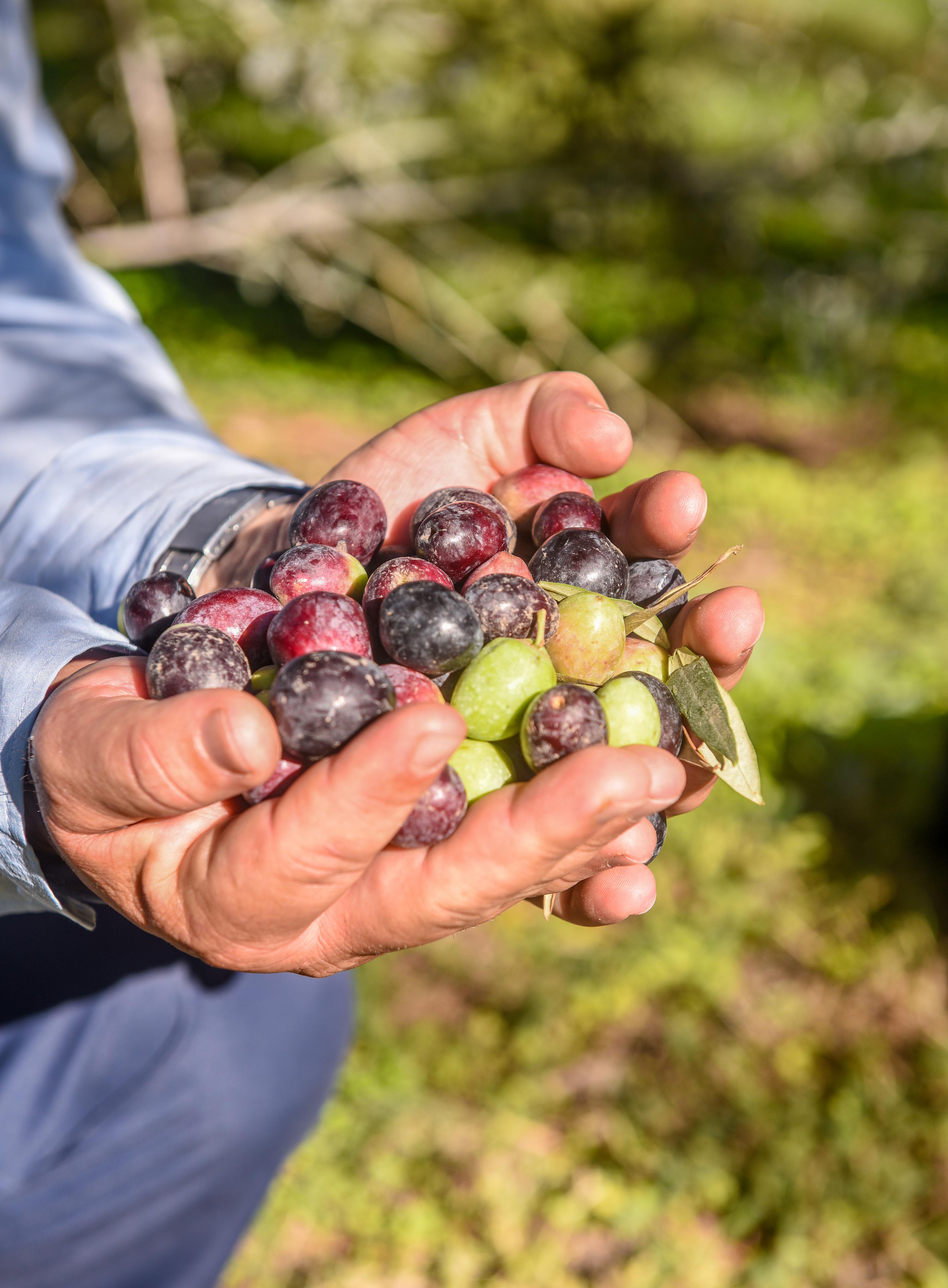 Dokuma’da zeytin hasadı