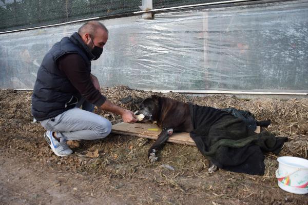 Felç olan köpeğine çocuğu gibi bakıyor