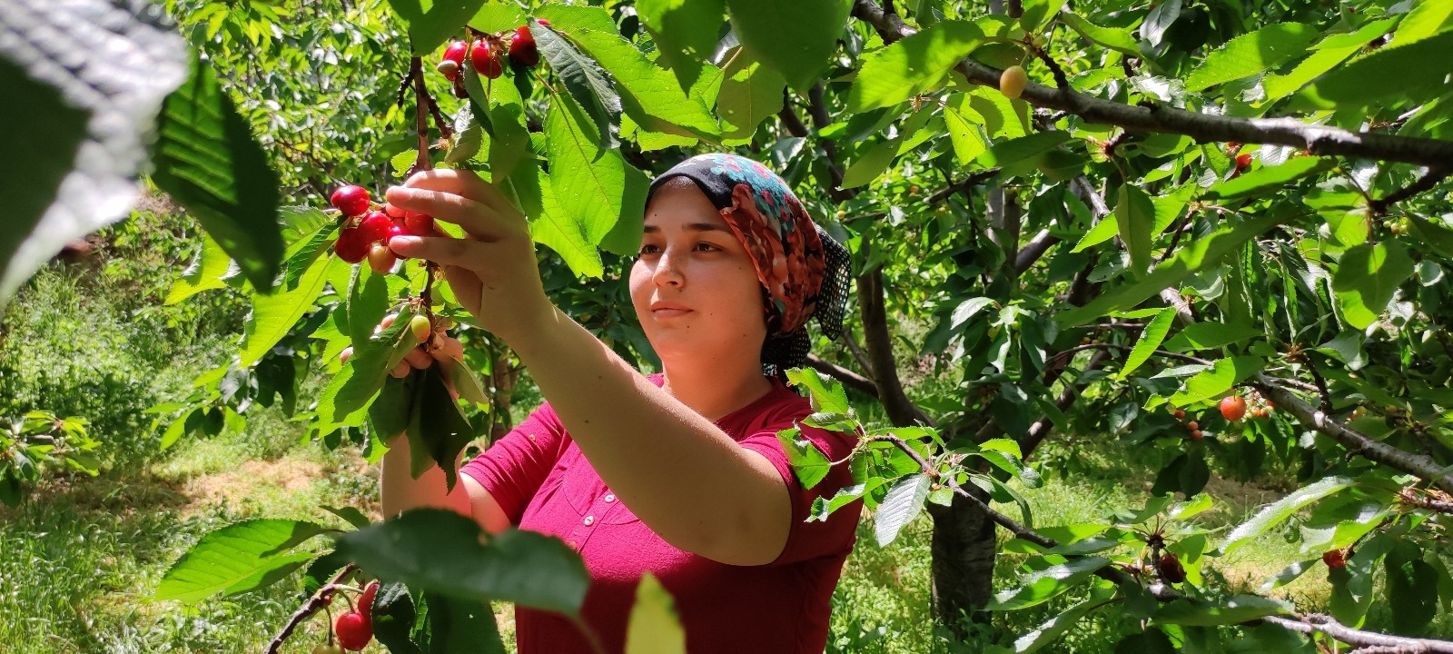 Gazipaşa ilçesinde erkenci kiraz hasadı başladı