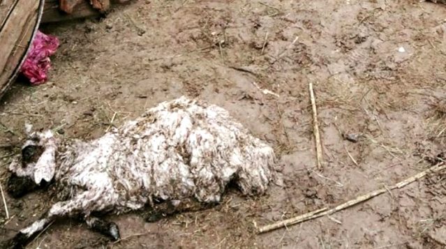 Giresun'dan sonra bir acı haber de Van'dan geldi! Pek çok ilçede su baskınları yaşandı, hayvanlar telef oldu