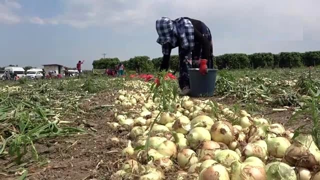 Herkes evinde tarım işçileri soğan tarlasında