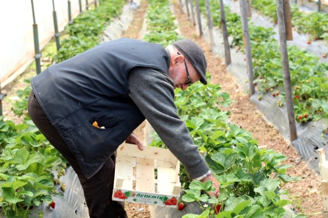 Hobi olarak başladı, şimdi yılda 4 ton çilek üretiyor