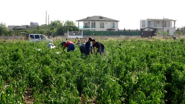 Maliyeti fazla olunca 70 dönümlük biber ekili tarlayı vatandaşlara bıraktı