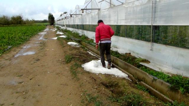 Manavgat'ta şiddetli dolu sera ve bahçeleri vurdu