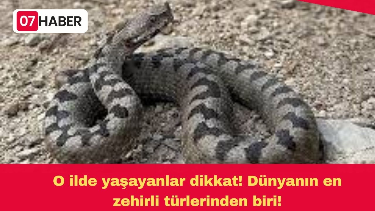 O ilde yaşayanlar dikkat! Dünyanın en zehirli türlerinden biri!