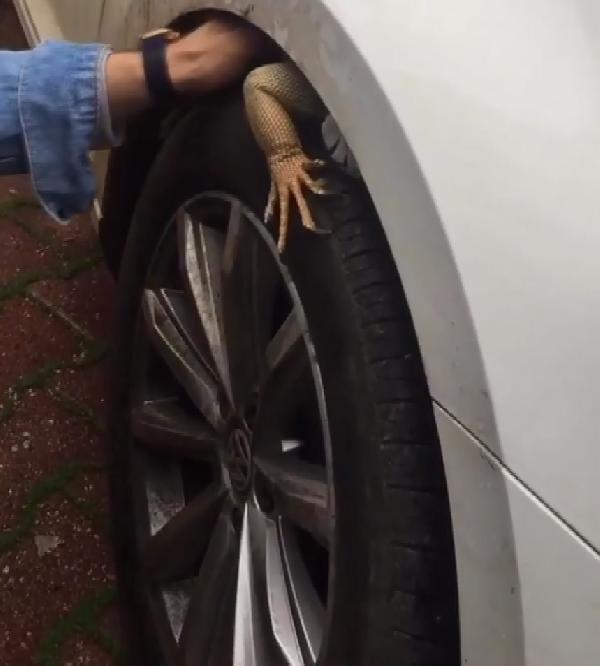 Otomobilin ön tekerine giren iguana, güçlükle çıkarıldı