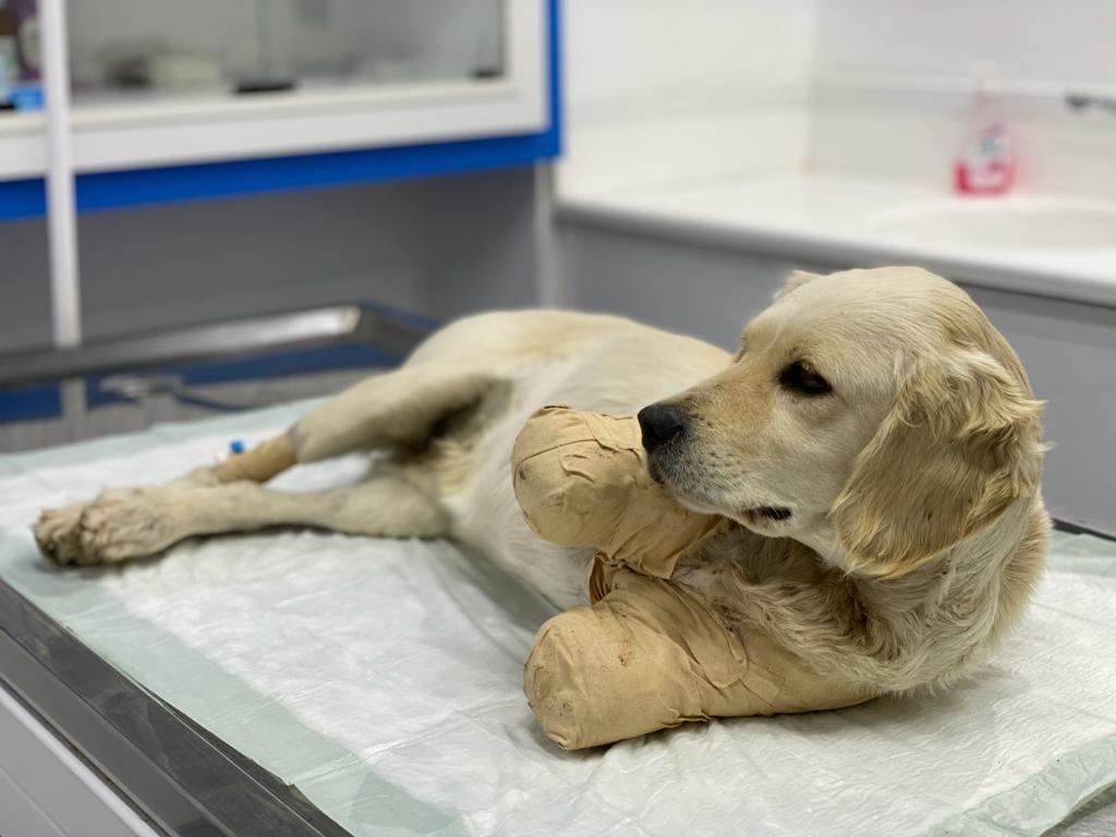 Patileri kesilen yavru köpek Pamuk’tan sevindiren haber