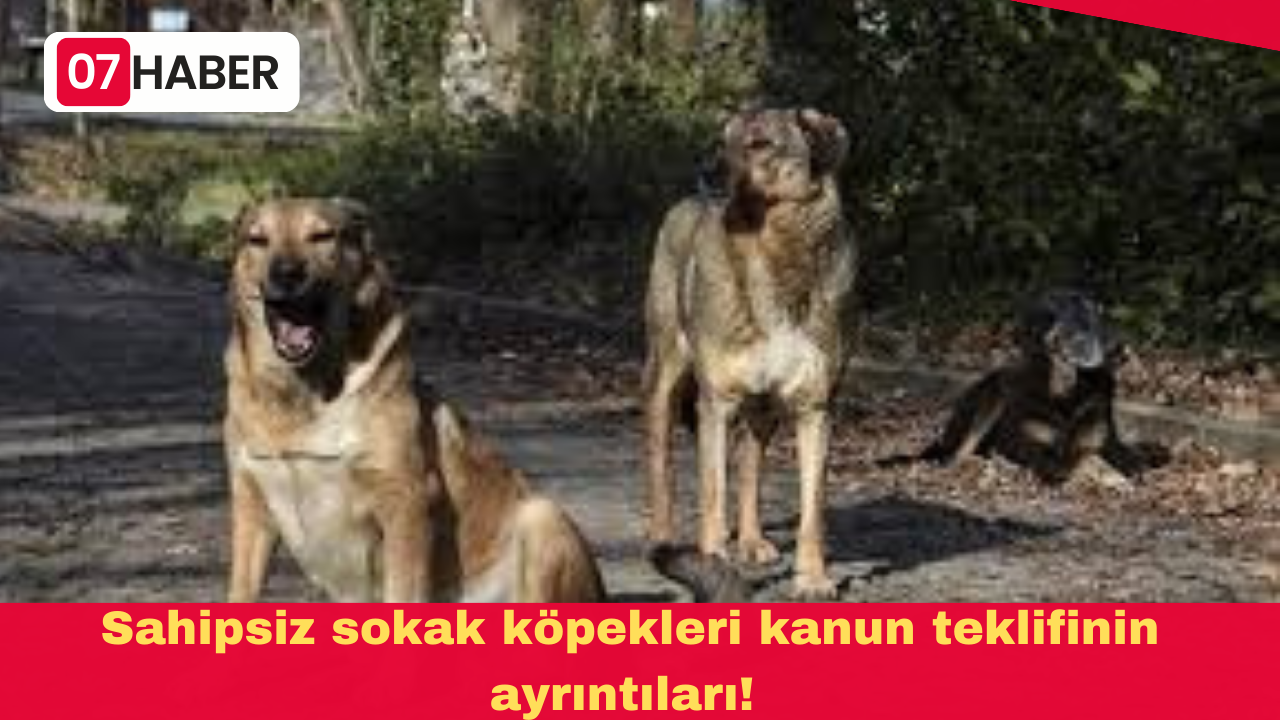 Sahipsiz sokak köpekleri kanun teklifinin ayrıntıları!