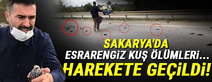 Sakarya'da esrarengiz kuş ölümleri! Harekete geçildi...