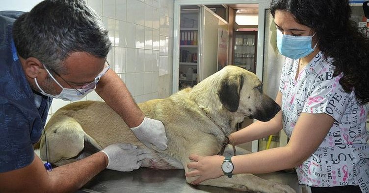 Sokak köpeğine önce bıçakla saldırdı öldüremeyince ateş açtı