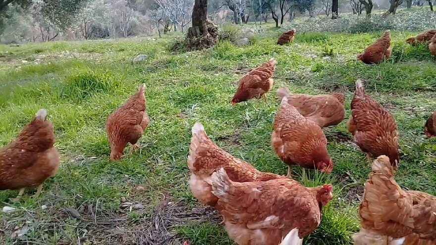 Tavuklara baksınlar diye af çıkarılır mı?