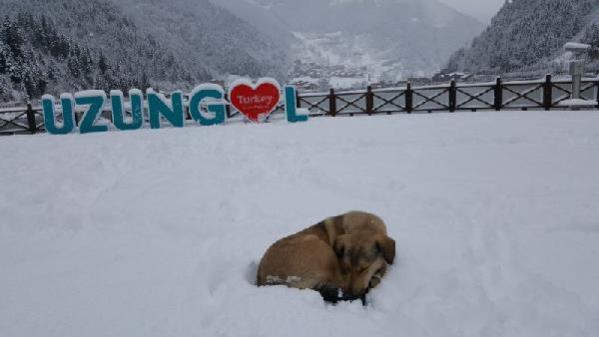 Uzungöl, beyaza büründü muhteşem manzarasıyla büyüledi...