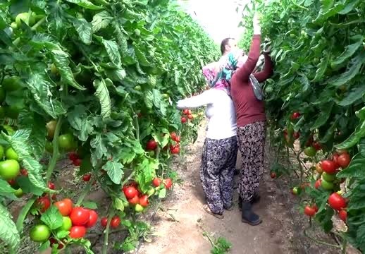 Virüs tatili yapmadılar, bebekleriyle seraya taşındılar