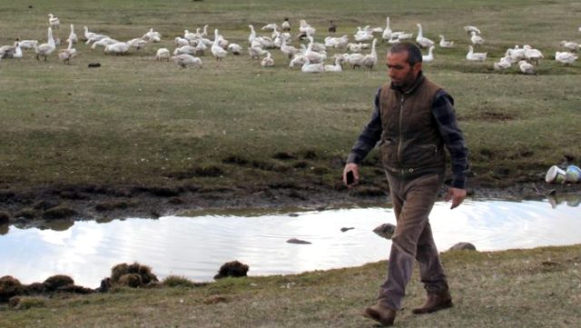 Yılda 15 bin kaz üreten girişimci, talebe yetişmekte zorlanıyor