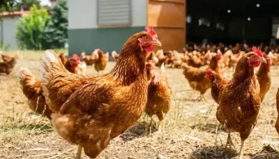 Kümes hayvancılığında temmuz verileri açıklandı