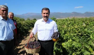 Hatay'da 85 bin ton üzüm rekoltesi bekleniyor