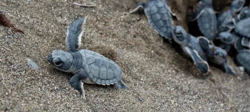 Yeşil deniz kaplumbağalarının Akdeniz yolculuğu başladı